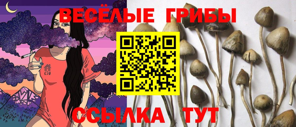 Галлюциногенные грибы Psilocybine cubensis  Вход с VPN  Сафоново  Галлюциногенные грибы мицелий 
